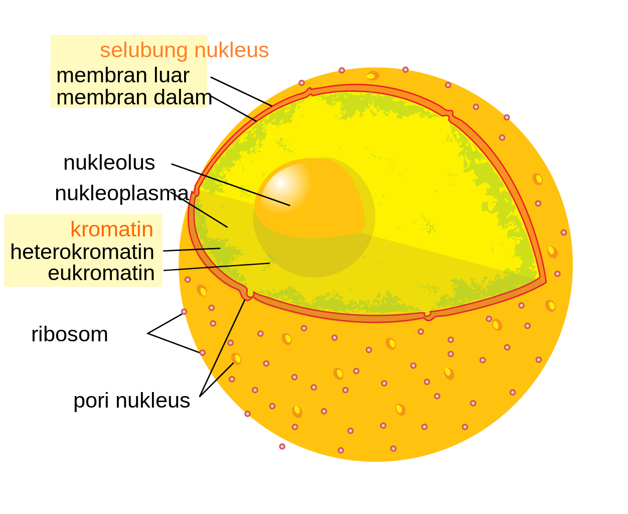 Pengertian Inti  Sel  Nukleus Lengkap Bagian Struktur 