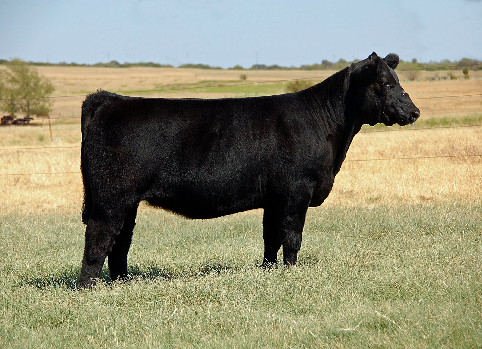 Buck Cattle Co. Blog September 2011