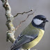 Picture of a blue tit bird