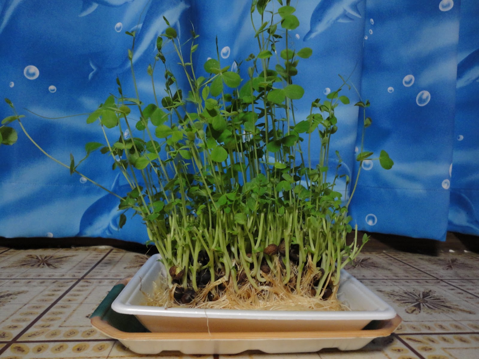 绿麻豌豆芽苗菜种子 适合大棚种大叶无须豌豆苗蔬菜种子批发-阿里巴巴