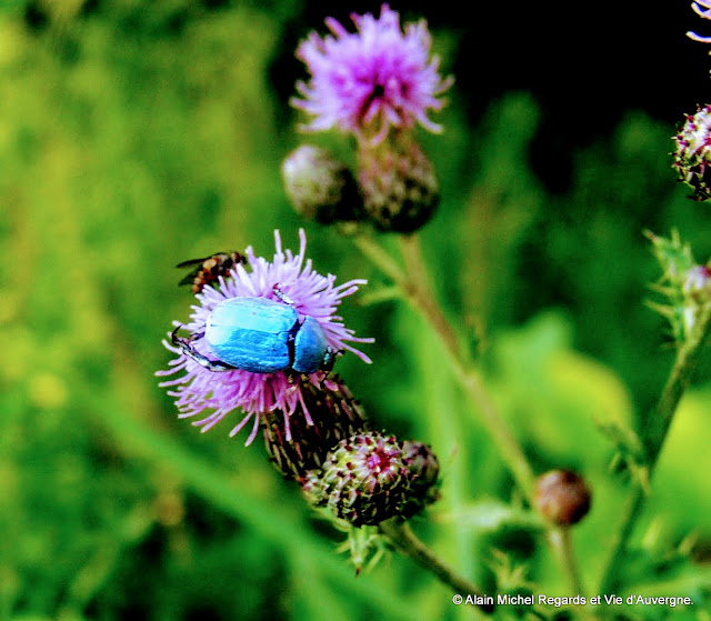 insecte Hoplie bleu, 