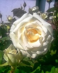 Rosa da Terra Quente