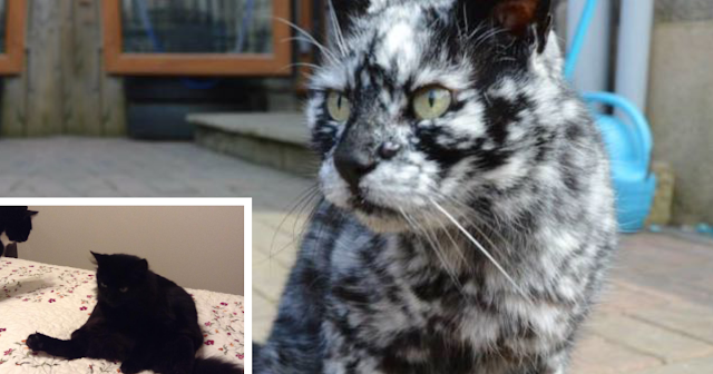 Kucing Hitam Mix Putih Ini, Terlahir dengan Perpaduan Warna yang Langka Kucing Hitam Mix Putih Ini, Terlahir dengan Perpaduan Warna yang Langka