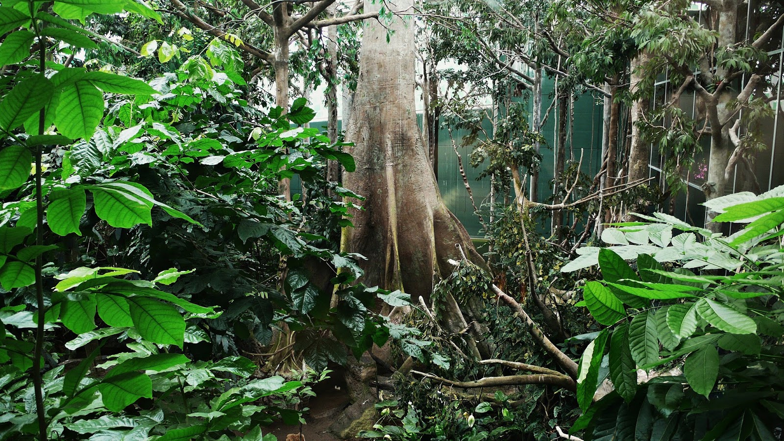 El mundo de la ecologia La selva amazónica tiene más de 11.600