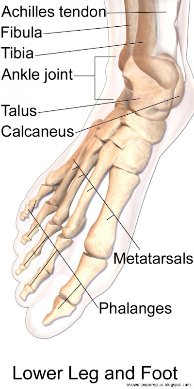 Foot   Wikipedia the free encyclopedia