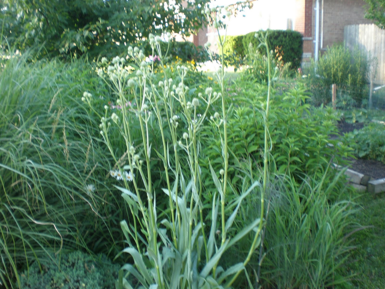 Rattlesnake Master Pollinator Information
