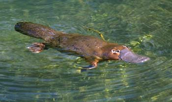 Platypus (Ornithorhynchus anatinus) Platypus (Ornithorhynchus anatinus)