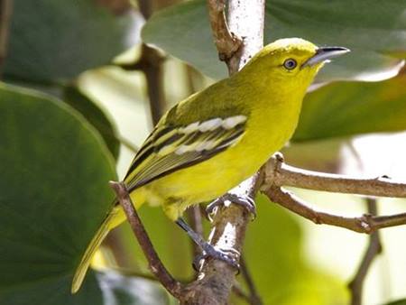 Harga Burung Cipoh Sirtu Sirpu Terbaru Februari 2018 Burung