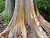 Rainbow Eucalyptus–The Most Colorful Tree on Earth