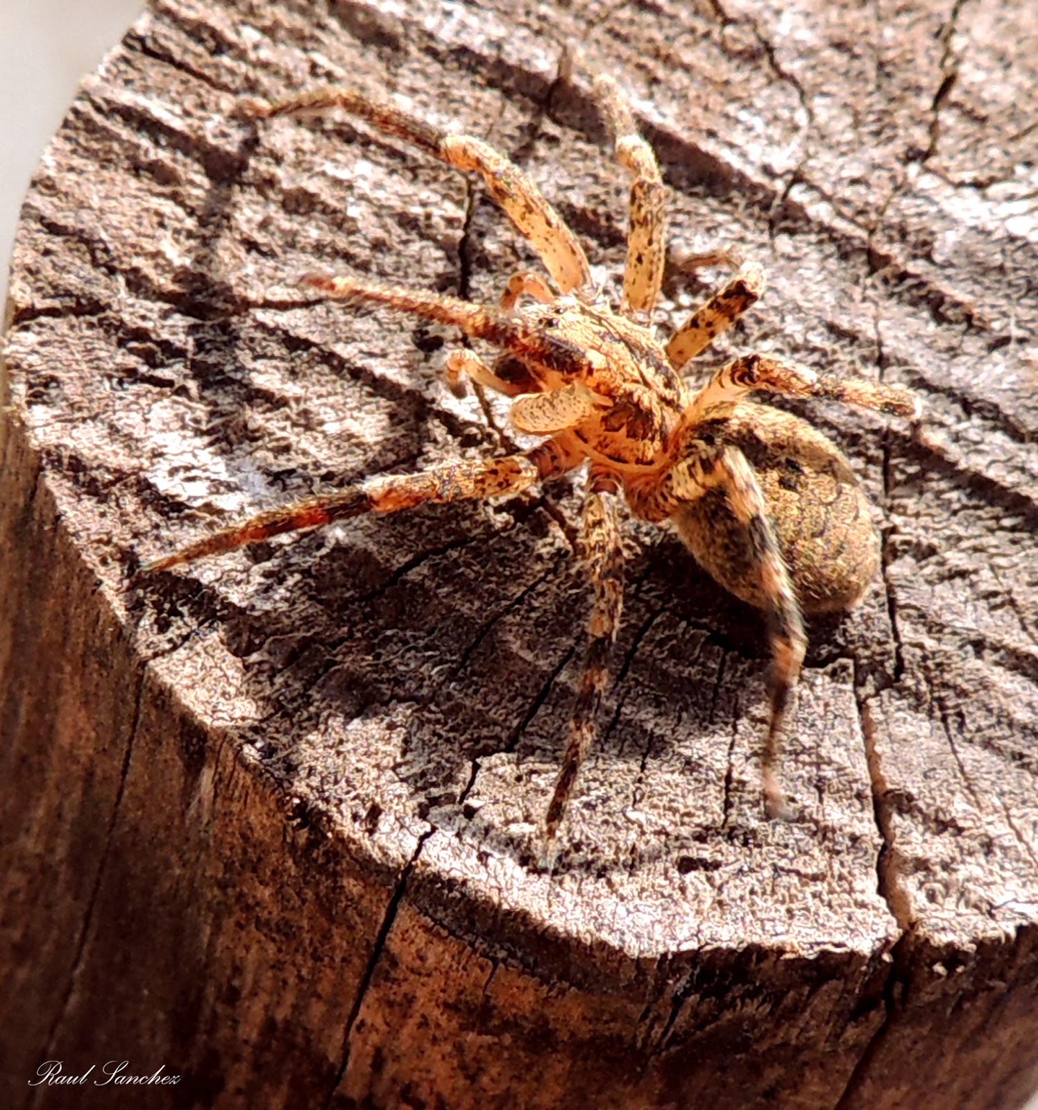 Naturaleza Viva : Araña común, Tegenaria domestica