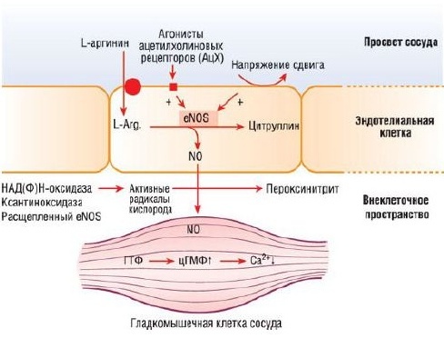 рефлексы регуляции проприорецепторов. раздражение болевых рецепторов. интрафузальные мышечные веретена. механизм действия оксида азота на сосуды. 7.