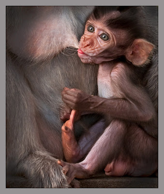 Fotografías de changos, monos, simios y primates