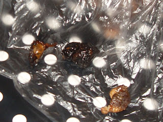 SDC16834 Review of Bio D washing-up liquid, natural Soapnuts (for washing ...