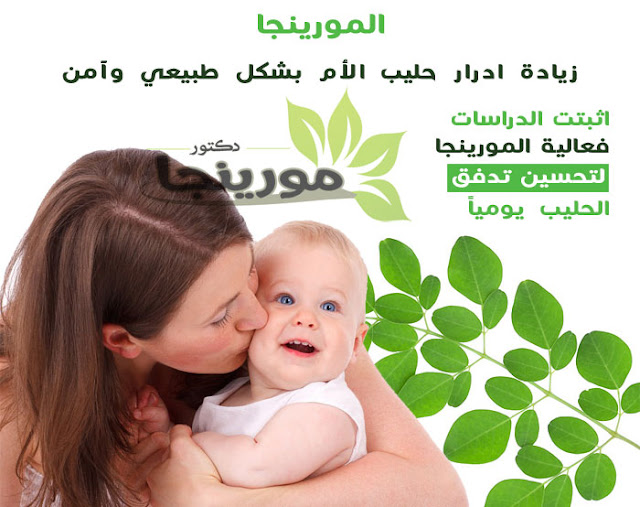 نبتة المورينجا افضل مدر حليب طبيعي
