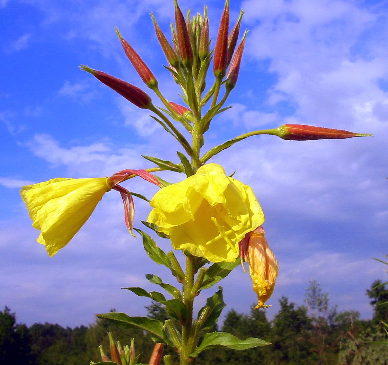 Herbs Guide Evening primrose