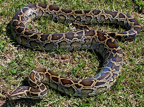 burmese florida pythons python everglades invasive species snakes facts linked mammal havoc decline factzoo animal january number