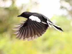 doel bangladesh magpie robin bird flying national doyel oriental