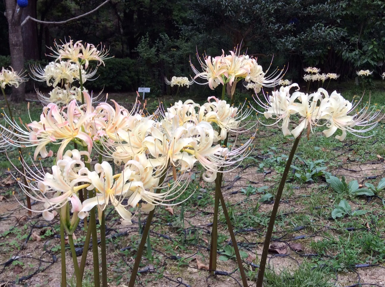 Round of the Seasons in Japan White Spider Lily