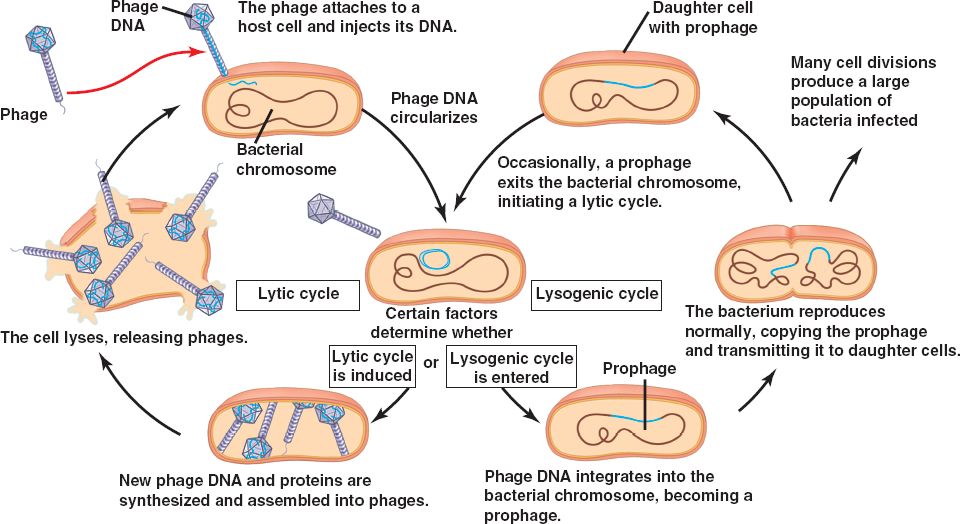 Image result for lytic vs lysogenic cycle