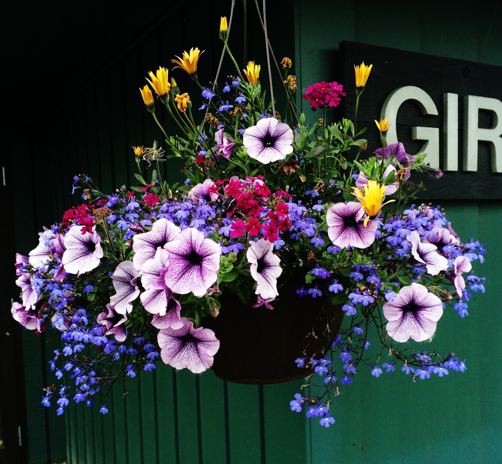 Swallowed Fly Crusades Hanging Baskets in Anchorage