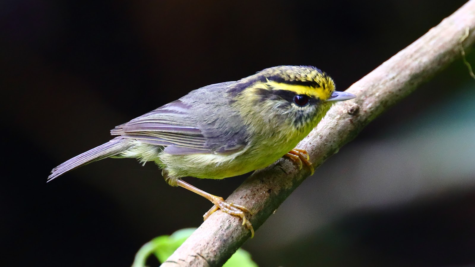 Birding ! Driving ! Soulsearching