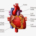 Gejala Penyakit Jantung yang Umum di Rasakan Penderita
