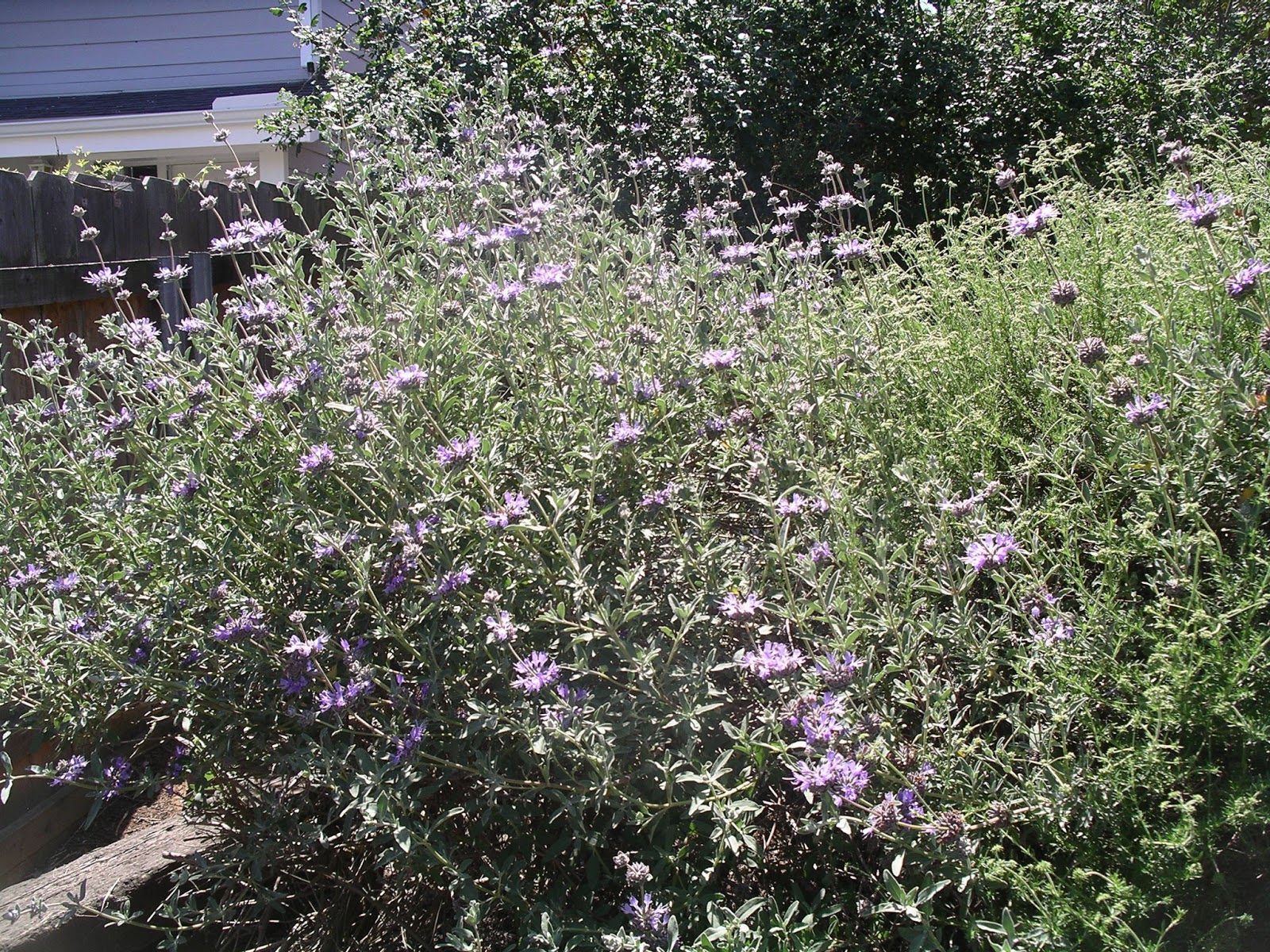 A California Native Plant Garden in San Diego County Other Chaparral