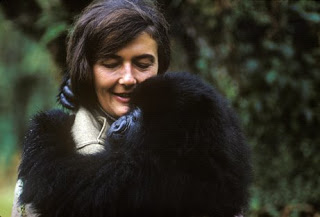 Dian Fossey Mountain Gorillas Dian Fossey Mountain Gorillas