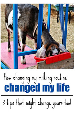 Are your goats unruly and out of control? Train them to behave at feeding time and on the milk stand by changing your milking routine.