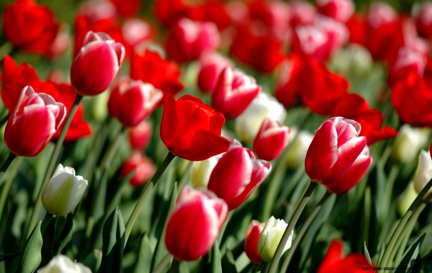 20 HD Desktop Flower Wallpapers