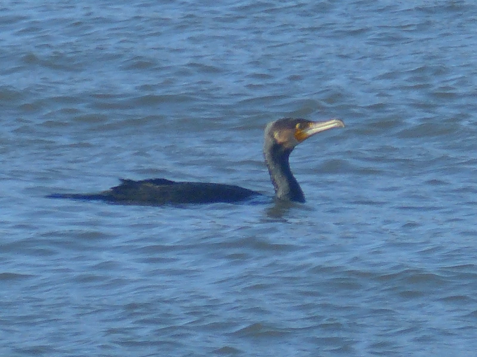 Birding For Pleasure Cormorant and Shag at Bangor Harbour