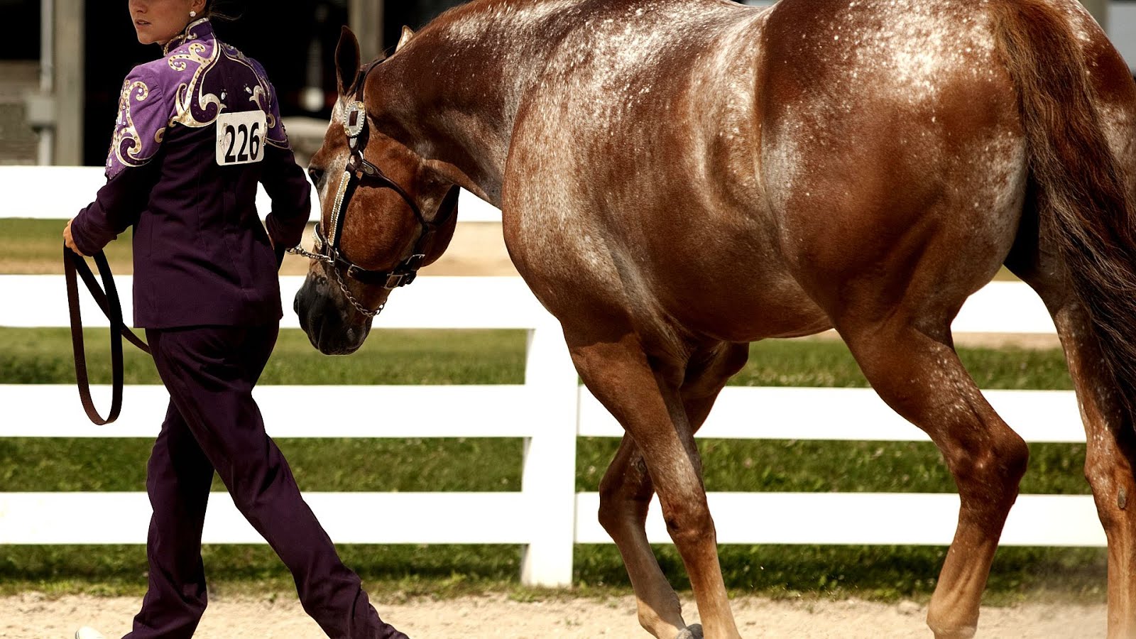 Equestrianism Horse Riding Styles Horse Choices