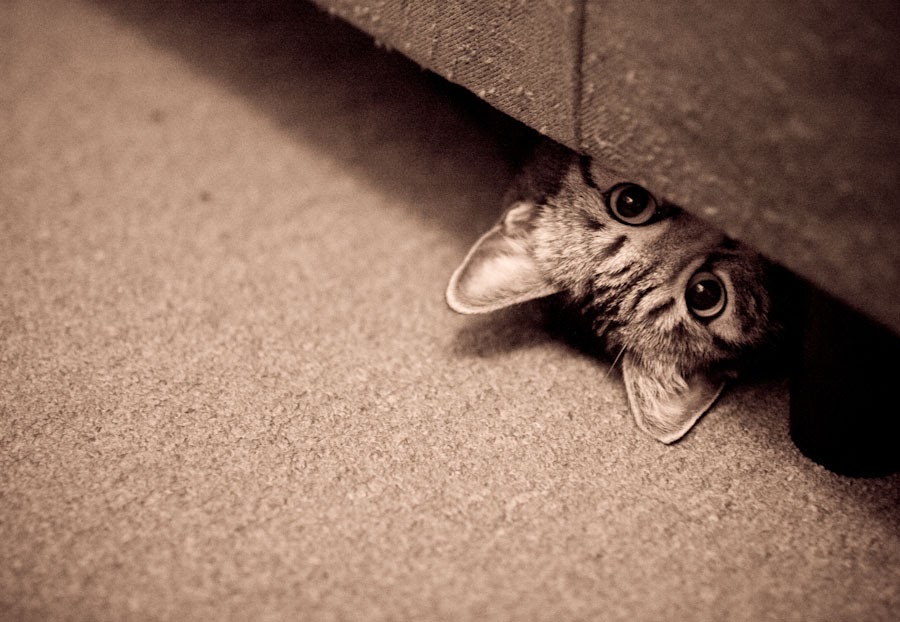 Exclusively Cats Veterinary Hospital Blog Hello, baby! Preparing