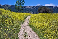 Sendero en primavera