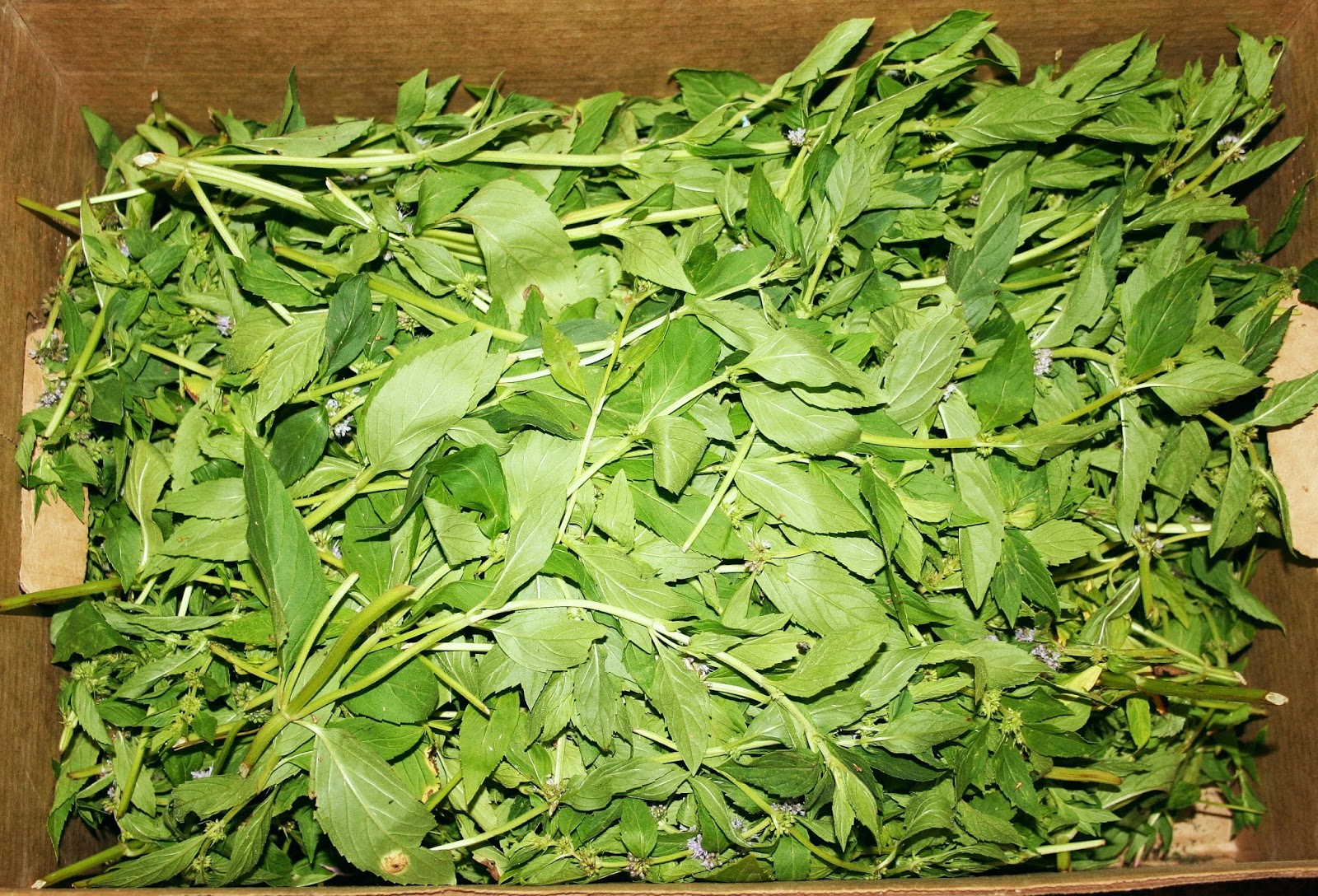Edible plants in wyoming