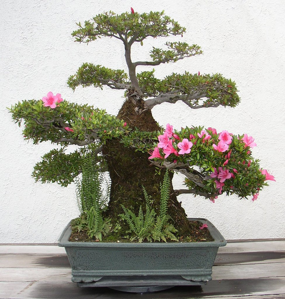 Cultura japonesa Origem do Bonsai