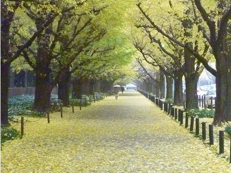 東京+關東紅葉情報2014