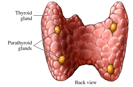 Kanser tiroid : Risiko dan jenis-jenisnya yang perlu kita tahu.