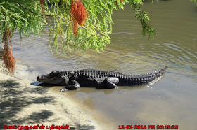 American Alligators Myrtle Beach
