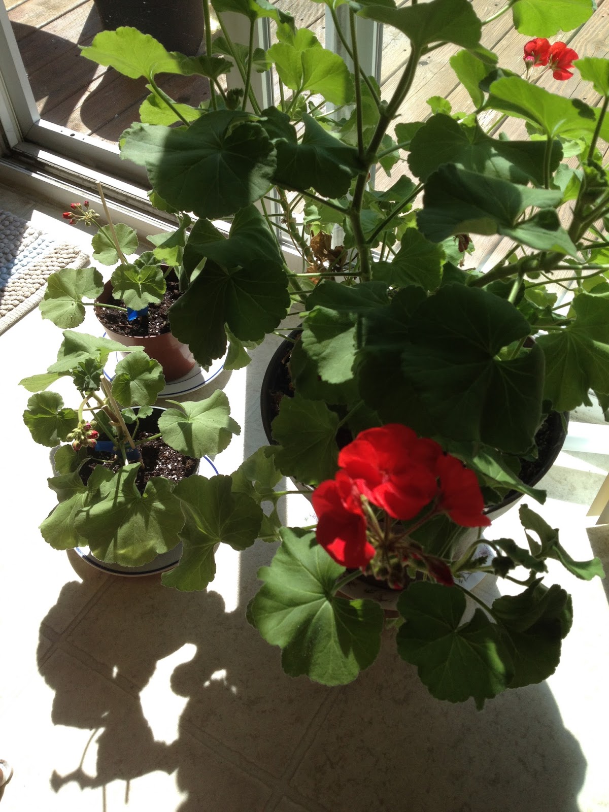 con•tent•ment Growing Geraniums Indoors