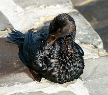 Oil Spills Affect the life of Sea Species