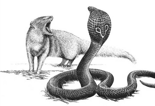 Awetya: Images Snake VS Mongoose - Fighting Pictures