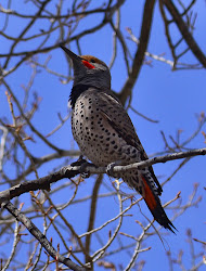 wyoming birds tree flicker putah creek montana nesting mammoth shafted springs pretty very
