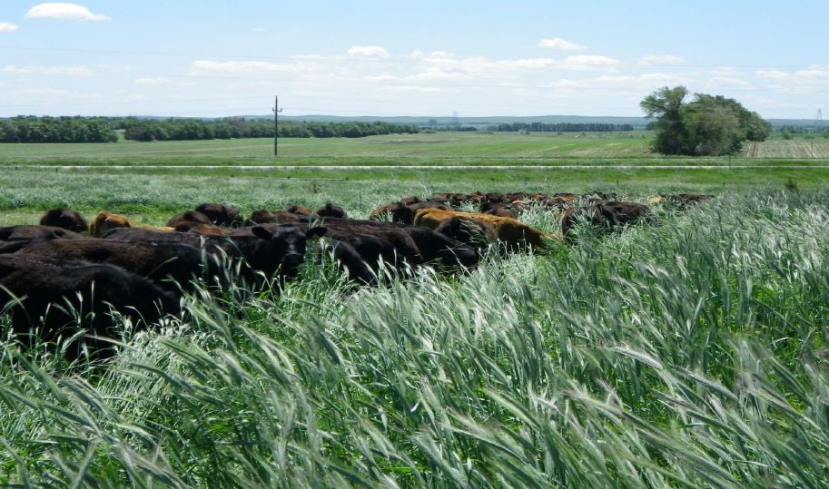 The Cubicle Farm Refugee Introducing "Long Creek Pastures"