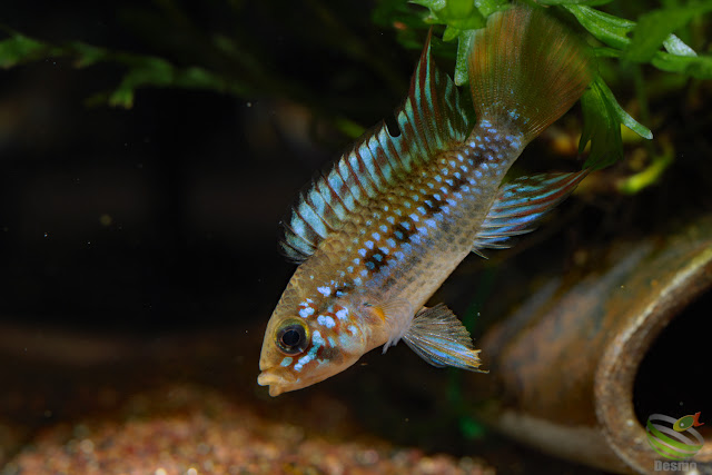 Apistogramma ortegai