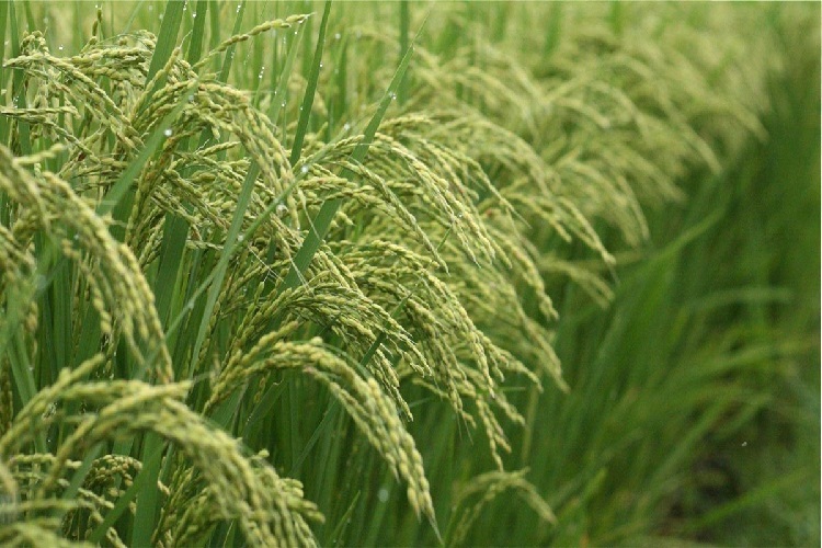Social Physics Institute: Basmati planting and the art of growing rice