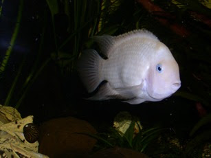 Shamudra Bilash Cichlid Fish