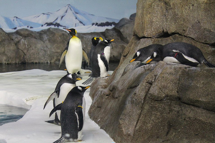 Wiinterrr's Day: #Penguins at the Kansas City Zoo