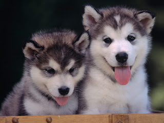beautiful dogs 