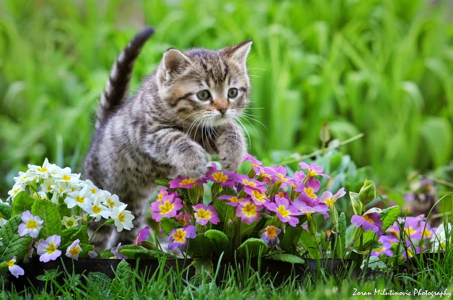 150 Gambar Kucing Lucu Imut Anggora Persia Maine Coon Termasuk